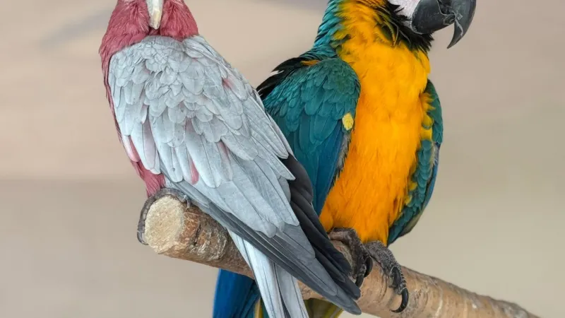 Papugarnia Kubuś & Endriu